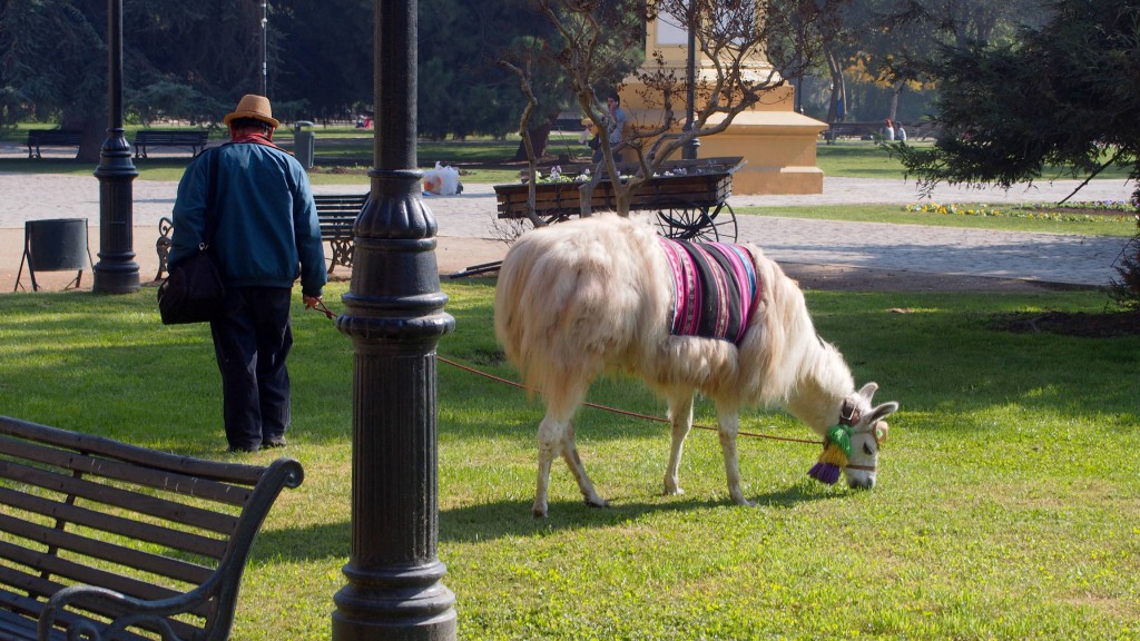 Лама в парке